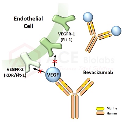 Bevacizumab Structure